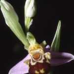 orchidea1-150x150