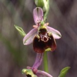 orchidea2-150x150